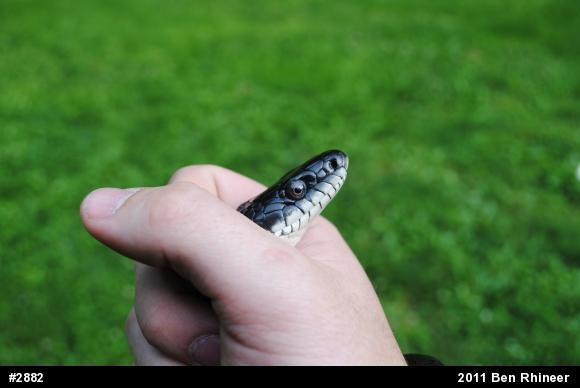 Eastern Ratsnake