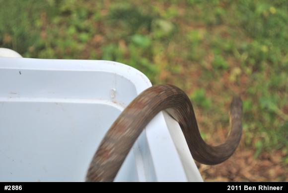 Northern Watersnake