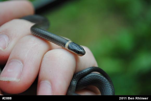 Northern Ring-necked Snake