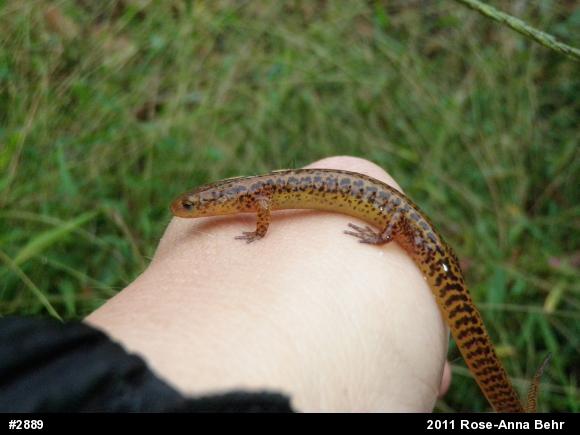 Eastern Long-tailed Salamander