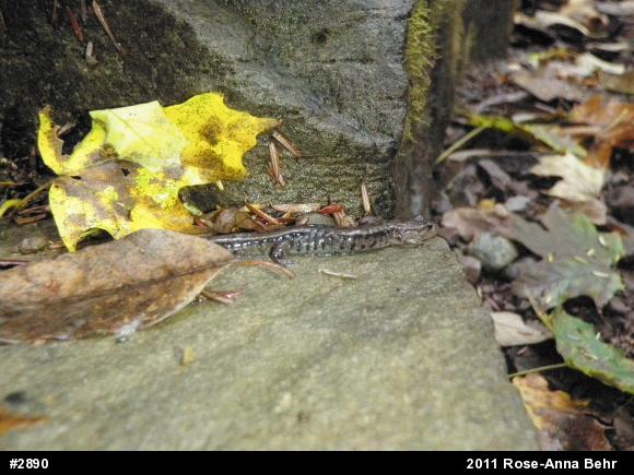Allegheny Mountain Dusky Salamander