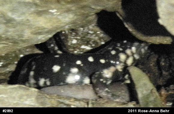 Northern Slimy Salamander