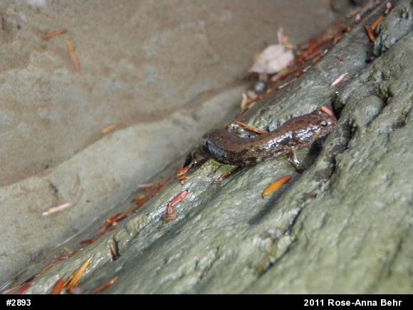 Dusky Salamanders