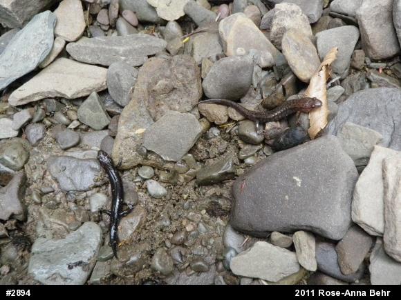 Allegheny Mountain Dusky Salamander