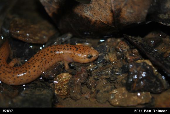 Northern Red Salamander
