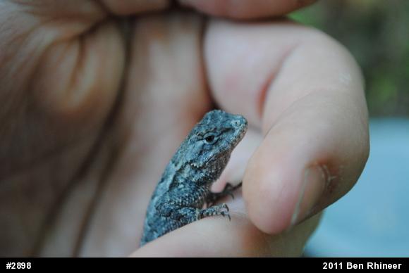 Eastern Fence Lizard