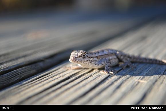 Eastern Fence Lizard