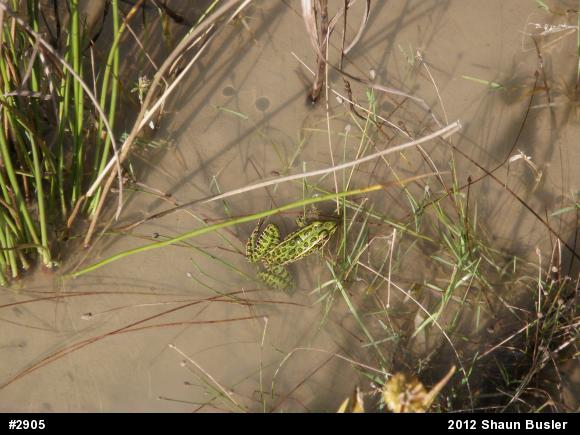 Northern Leopard Frog