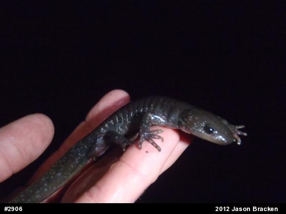 Jefferson Salamander