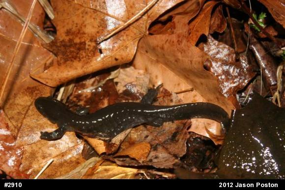 Jefferson Salamander