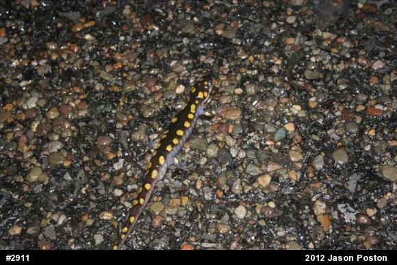 Spotted Salamander