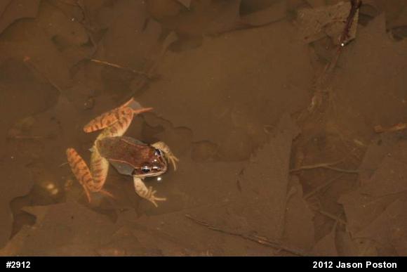 Wood Frog