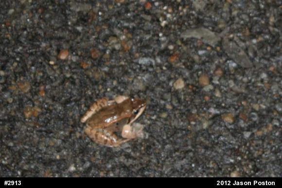 Wood Frog