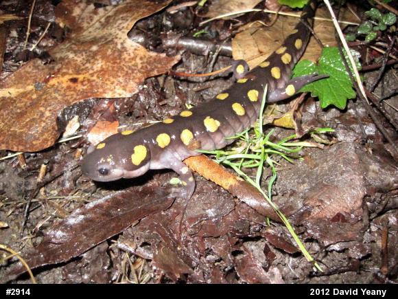 Spotted Salamander