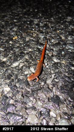 Four-toed Salamander