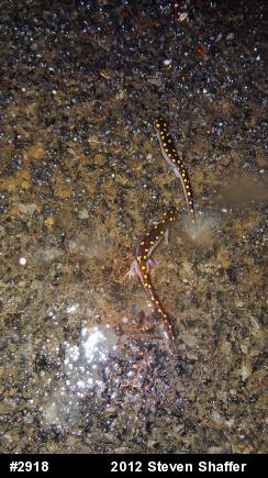 Spotted Salamander