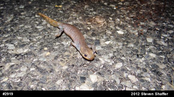 Jefferson Salamander