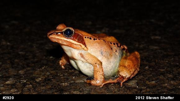 Wood Frog