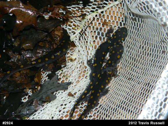 Spotted Salamander