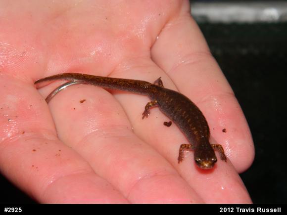 Four-toed Salamander