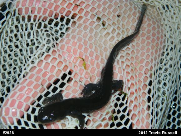 Jefferson Salamander