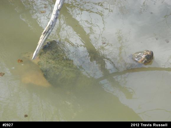 Snapping Turtle