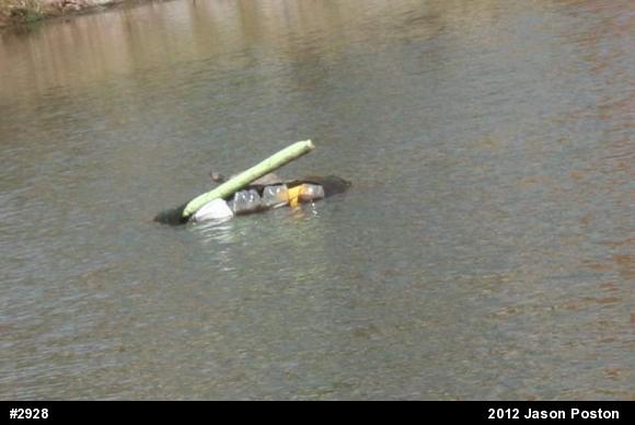 Red-eared Slider