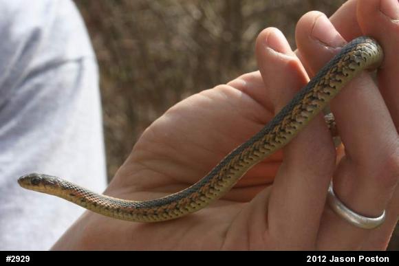 Eastern Gartersnake