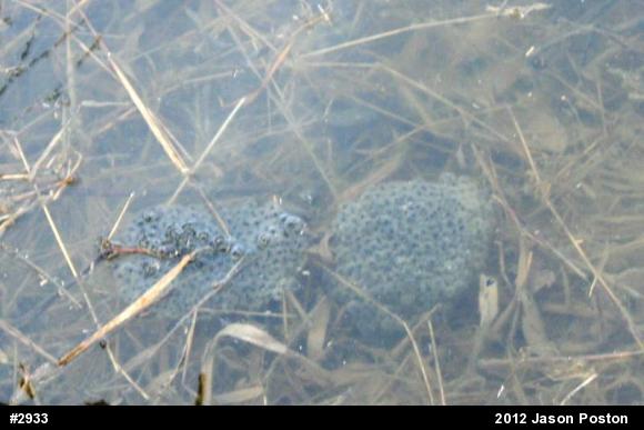 Wood Frog