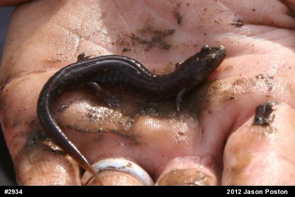 Northern Dusky Salamander