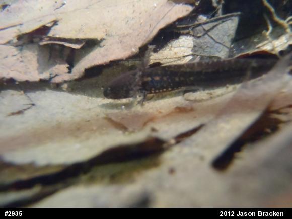 Marbled Salamander