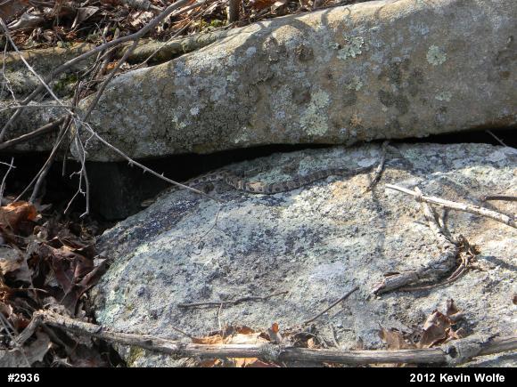 Timber Rattlesnake
