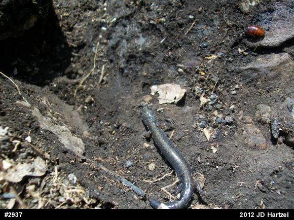 Eastern Red-backed  Salamander