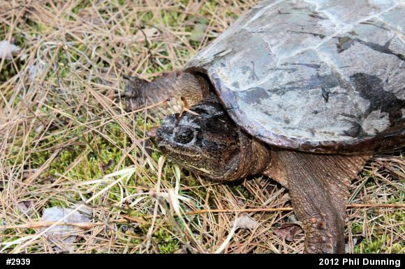 Snapping Turtle