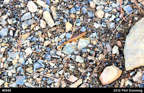 Red-spotted Newt