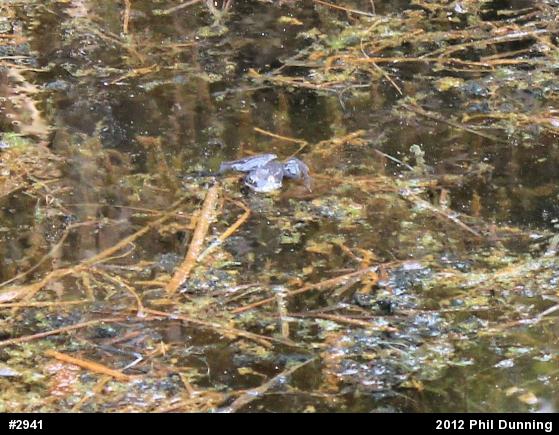 Wood Frog
