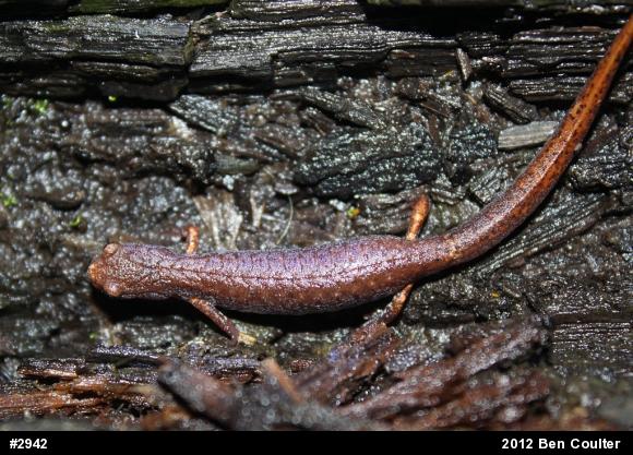 Four-toed Salamander