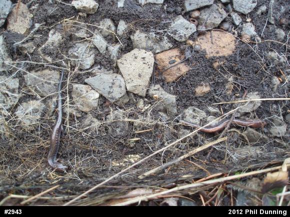 Eastern Red-backed  Salamander