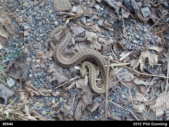 Eastern Gartersnake