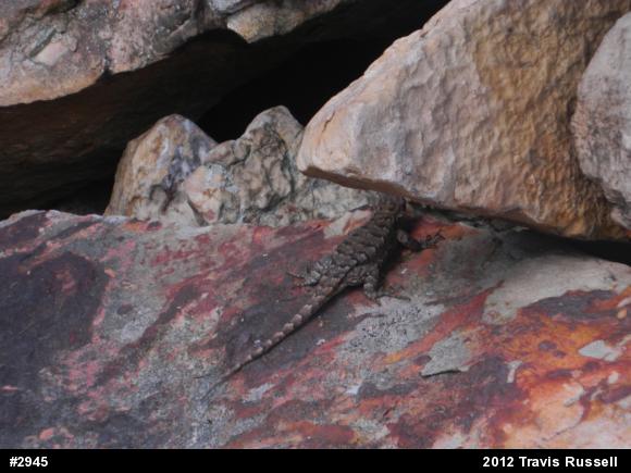 Eastern Fence Lizard