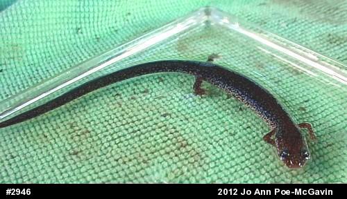 Eastern Red-backed  Salamander