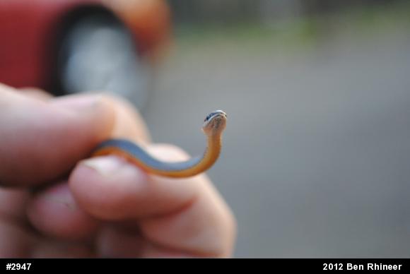 Northern Ring-necked Snake