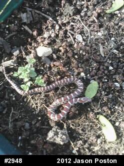 Eastern Milksnake