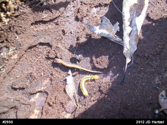 Eastern Red-backed  Salamander