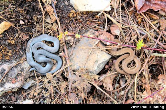 Northern Ring-necked Snake