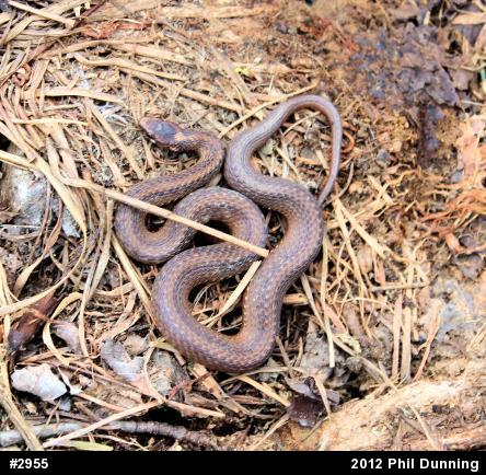 Red-bellied Snake
