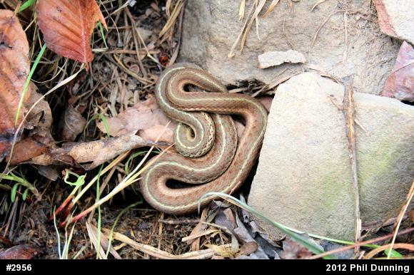 Eastern Gartersnake