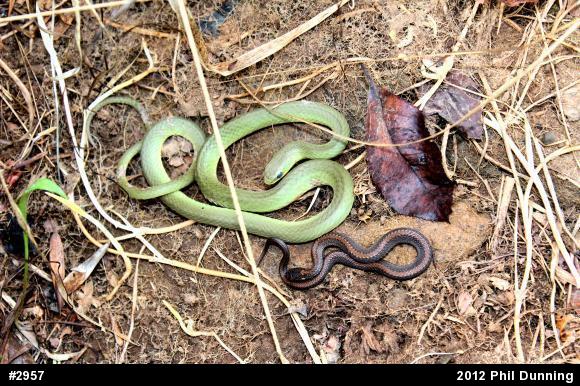Smooth Greensnake