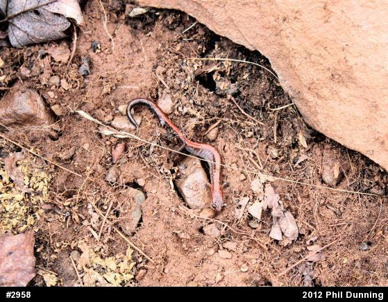 Eastern Red-backed  Salamander