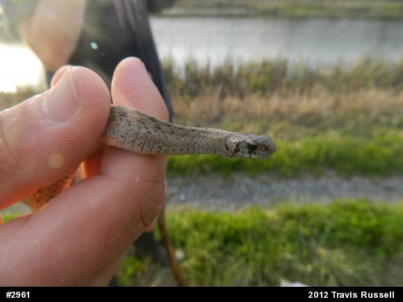Dekay's Brownsnake